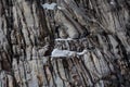Eroded cracked granite cliff in multiple gray shades Royalty Free Stock Photo