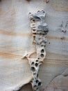 Eroded Honecomb Sandstone Pattern, Sydney, Australia