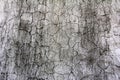 Eroded old grey plaster at a wall for dirty texture, background Royalty Free Stock Photo