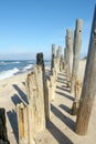 Eroded poles on beach.