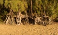 Eroded roots of the trees along Kee beach from ocean waves on north shore of Kauai Royalty Free Stock Photo