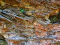 Eroded Sandstone Outcrop, Blue Mountains, Australia