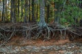 Tree roots exposed erosion Royalty Free Stock Photo