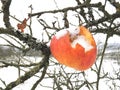 Eroded snowy apple