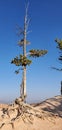 Single tree with exposed roots Royalty Free Stock Photo