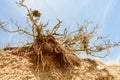 Eroded Tree and Crumbling Shore Royalty Free Stock Photo