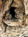 Eroded Tree Hole Knot wood Burroughs for Rodents Plant Nature natural photo