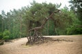 Eroded tree roots Royalty Free Stock Photo