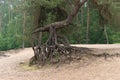 Eroded tree roots Royalty Free Stock Photo