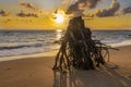 Eroded tree stump on beach at susnset Royalty Free Stock Photo
