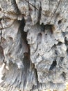 eroded wood, tens to hundreds of years old, very sturdy wood Royalty Free Stock Photo