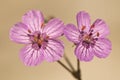 Erodium boissieri pinweed endemism of Trevenque and Sierra Nevada in Granada wild geranium of intense pink color