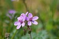 Erodium cicutarium flower known as redstem filaree, redstem stork`s bill, common stork`s-bill or pinweed