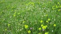 Erodium cicutarium, storks-bill, redstem filaree, redstem stork bill or pinweed Geraniaceae. Flowers of shepherd's