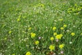 Erodium cicutarium, storks-bill, redstem filaree, redstem stork bill or pinweed Geraniaceae. Flowers of shepherd's