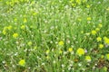 Erodium cicutarium, storks-bill, redstem filaree, redstem stork bill or pinweed Geraniaceae. Flowers of shepherd's