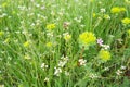 Erodium cicutarium, storks-bill, redstem filaree, redstem stork bill or pinweed Geraniaceae. Flowers of shepherd's