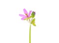 Musk Storkâs-bill flower isolated on white background, Erodium moschatum Royalty Free Stock Photo