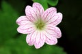 Erodium reichardii flower