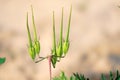 Erodium stephanianum