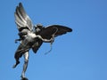 Eros Statue in Piccadilly Circus London Royalty Free Stock Photo