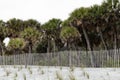 Erosion fence separating white sand dunes from palmetto palm trees, Hunting Island, South Carolina, USA Royalty Free Stock Photo