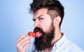 Erotic concept. That is how tastes summer. Man licking sweet berry. Man handsome hipster with long beard licking