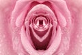 Erotic metaphor design. Rose bud with petals and water drops resembling vulva. Beautiful flower as background, closeup Royalty Free Stock Photo