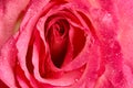 Erotic metaphor. Rose bud with petals and water drops resembling vulva. Beautiful flower as background, closeup Royalty Free Stock Photo