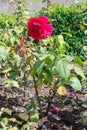 Erotica tehybrid tantau rose flower