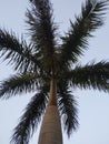 an errect single trunked palm tree Royalty Free Stock Photo