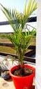 Erricapalm on terrace decoration best oxizenal plant and best Decorater plant also