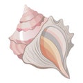 Illustration of a conch shell split in half Royalty Free Stock Photo