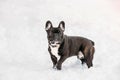 Error 404 Page Not Found Concept. Playful Pets Outdoor. Adult Black French Bulldog Dog Walking Outdoor In Snow At Winter