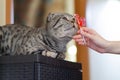 Person feeding cat candy