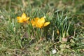 First crocus in spring in the Salzkammergut Upper Austria, Austria Royalty Free Stock Photo