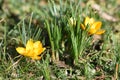 First crocus in spring in the Salzkammergut Upper Austria, Austria Royalty Free Stock Photo