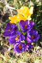 First crocus in spring in the Salzkammergut Upper Austria, Austria Royalty Free Stock Photo