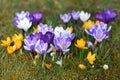 First crocus in spring in the Salzkammergut Upper Austria, Austria Royalty Free Stock Photo