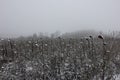 Erster Schnee auf einem Feld mit Sonnenblumen Royalty Free Stock Photo