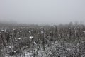 Erster Schnee auf einem Feld mit Sonnenblumen Royalty Free Stock Photo