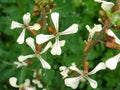 Eruca vesicaria white flower Royalty Free Stock Photo