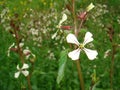 Eruca vesicaria white flower Royalty Free Stock Photo