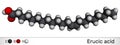 Erucic acid molecule. It is docosenoic acid, monounsaturated omega-9 fatty acid. Molecular model. 3D rendering