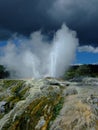 Erupting geyser in Rotorua Royalty Free Stock Photo