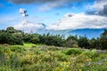 Erupting volcano & meadow of flowers, Guatemala