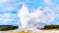 Eruption of the famous Old Faithful Geyser, a Cone Geyser in the Upper Geyser Basin, in Yellowstone National Park Royalty Free Stock Photo