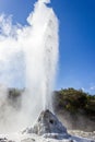 eruption of the Lady Knox Geyser, Wai-O-Tapu Thermal Wonderland, Rotorua, New Zealand Royalty Free Stock Photo