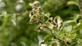 Erwinia amylovora bacterium that provoked the disease, bacterial burn of young shoots of the apple tree