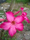 Ery beautiful pink flowers and have dark green leaves Royalty Free Stock Photo